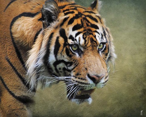 Framed On The Prowl Bengal Tiger Print