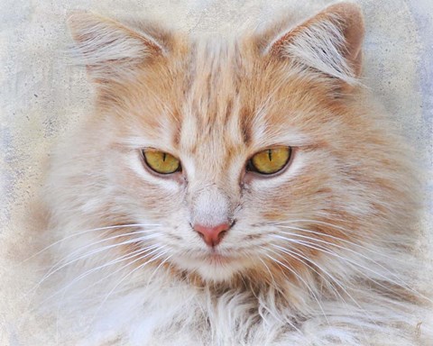 Framed Orange Tabby Cat Portrait Print