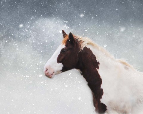 Framed Paint Horse In The Snow Print