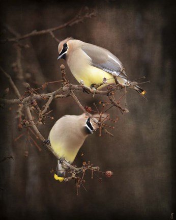 Framed Peek A Boo Cedar Waxwings Print