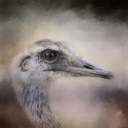 Framed Poised Ostrich Print