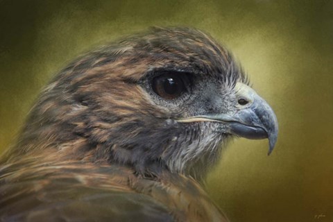 Framed Red Tailed Hawk At Reelfoot Print