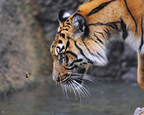 Framed Risk Taker Bengal Tiger And Butterfly Print