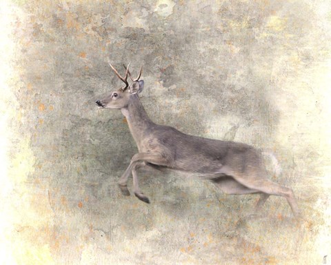 Framed Run Like The Wind White Tailed Buck Print