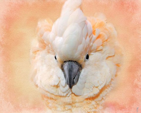 Framed Salmon Crested Cockatoo Portrait 2 Print