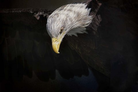 Framed Shadow Hunter Bald Eagle Print