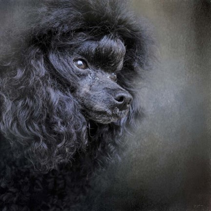 Framed Snack Spotter Toy Black Poodle Print