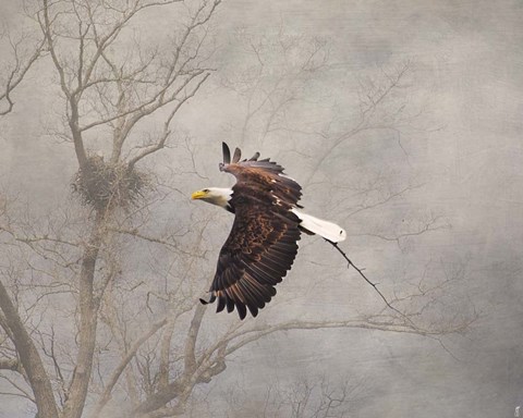 Framed Starting Over Bald Eagle Print