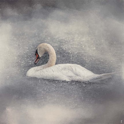 Framed Swan Storm Print