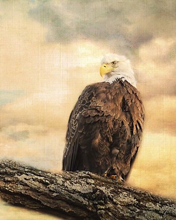 Framed Queen At Rest Bald Eagle Print