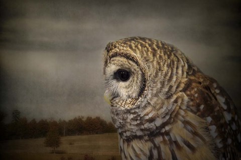 Framed Surveyor Print