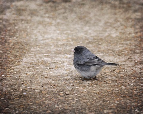 Framed Tiny Junco In A Big World Print