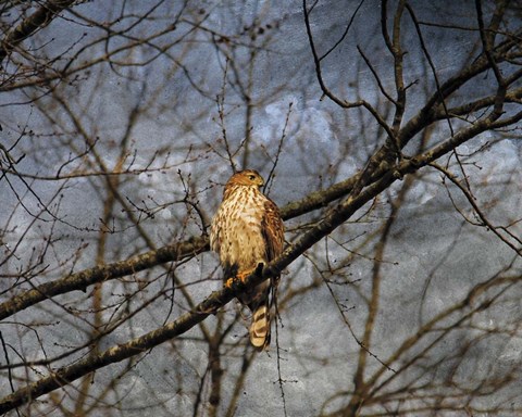 Framed Treetop Raptor Print
