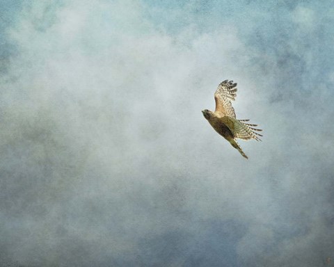 Framed Up Up And Away Red Shouldered Hawk Print
