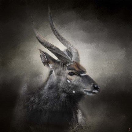 Framed Waiting For The Storm Nyala Buck Print