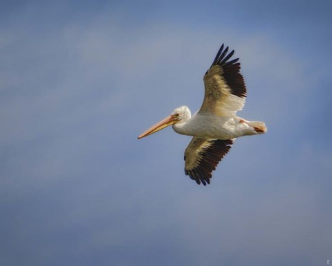 Framed Watching The World From Above Print
