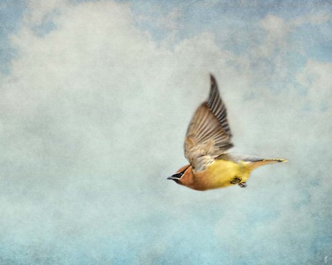 Framed Winter Flight Cedar Waxwing Print