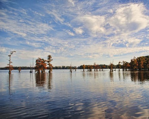 Framed Autumn Cypress Trees Print