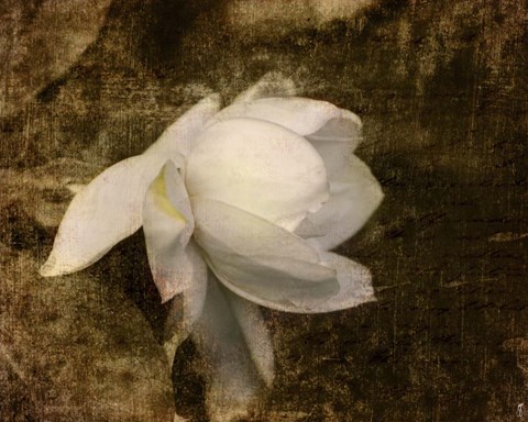 Framed Cape Jasmine Gardenia 1 Print