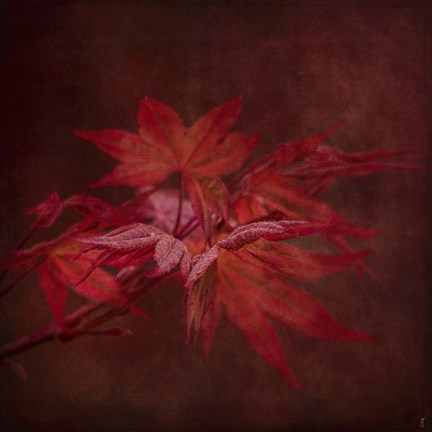 Framed Japanese Maple Print