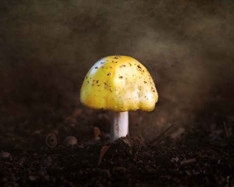 Framed Little Yellow Mushroom Print