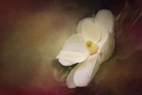 Framed Magnolia In Bloom 1 Print