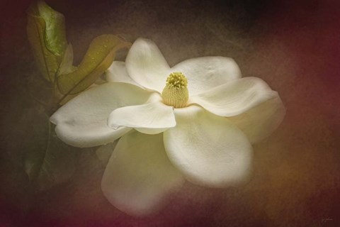 Framed Magnolia In Bloom 2 Print