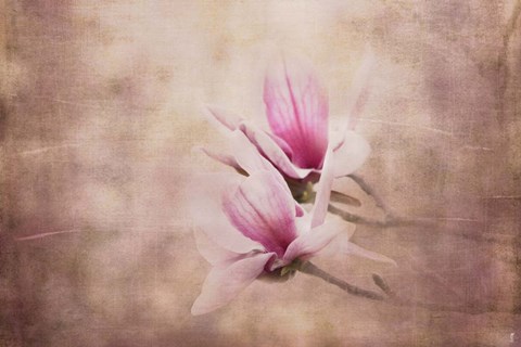 Framed Pink Magnolia 3 Print