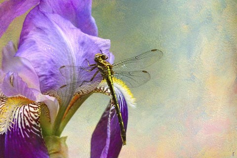 Framed Say Hello To Spring Print