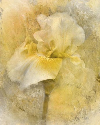 Framed Splash Of Spring Print