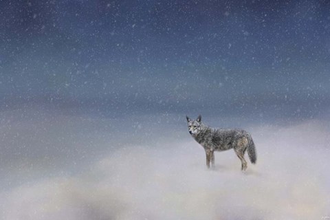 Framed Coyote In Winter Print