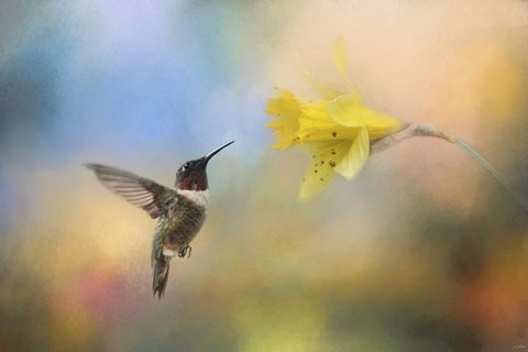 Framed Garden Visitor Print