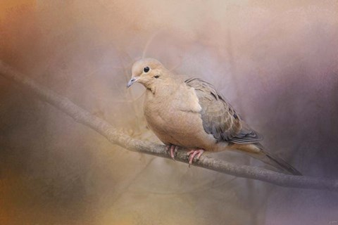 Framed Mourning Dove On A Winter Evening Print