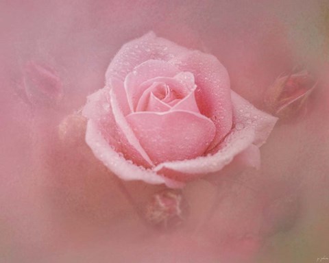 Framed Pink Rose After The Storm Print