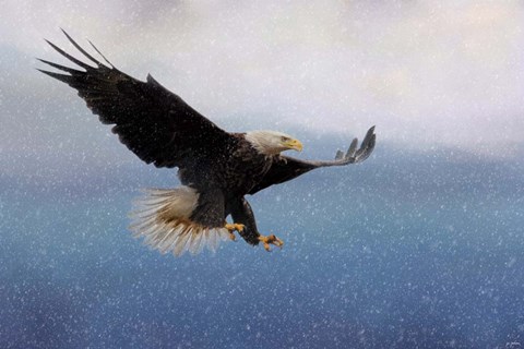 Framed Snowy Flight Bald Eagle Print