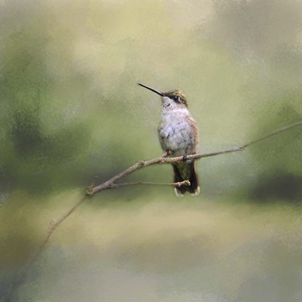 Framed Tiny Visitor Hummingbird Print