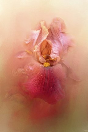 Framed Valentine Iris Print