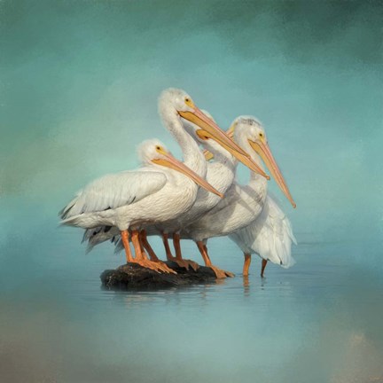 Framed We Are Family White Pelicans Print