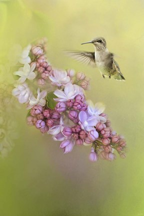 Framed Chasing Lilacs Print