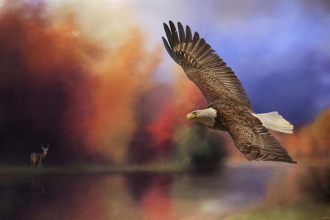 Framed Fall Flight Bald Eagle Print