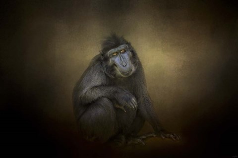 Framed Portrait Of A Savannah Baboon Print