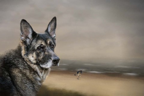 Framed German Shepherd Dreaming Of The Beach Print