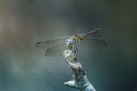 Framed Perched Dragonfly Print