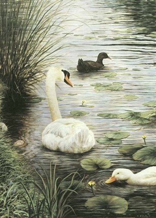 Framed In The Pond Print