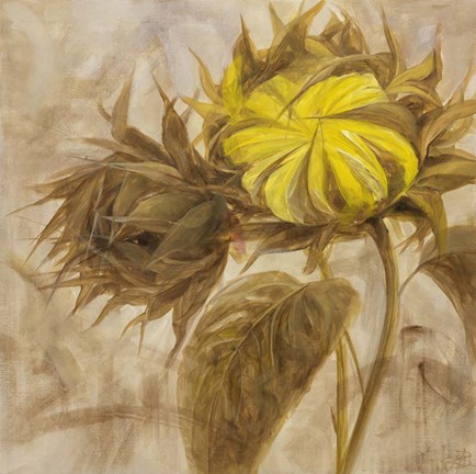 Framed Sunflower II Print