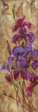 Framed Bearded Iris V Print