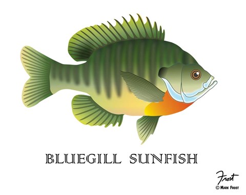 Framed Bluegill Sunfish Print