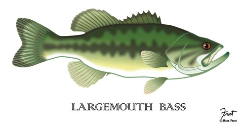 Framed Largemouth Bass Print