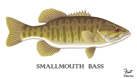 Framed Smallmouth Bass Print