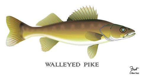 Framed Walleyed Pike Print